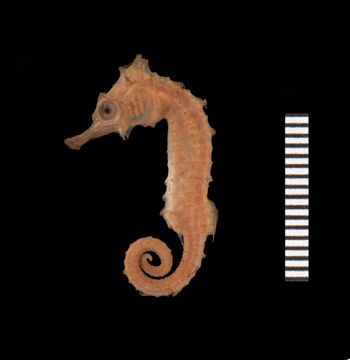 Media type: image;   Ichthyology 29127 Aspect: lateral,description